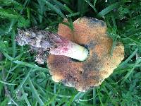 Boletus fairchildianus image