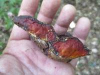 Ganoderma sessile image