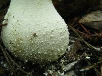 Amanita polypyramis image