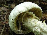 Amanita polypyramis image