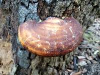 Ganoderma curtisii image