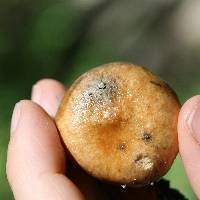 Suillus salmonicolor image