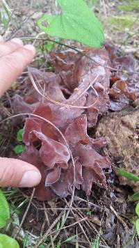 Auricularia fuscosuccinea image