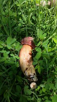 Boletus patrioticus image