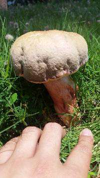 Boletus patrioticus image