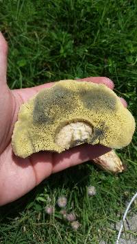 Boletus patrioticus image