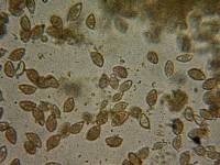 Hebeloma sacchariolens image