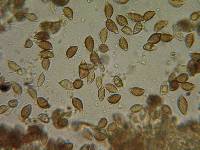 Hebeloma sacchariolens image