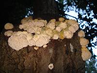 Trametes trogii image