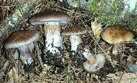 Cortinarius infractus image