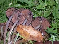 Psathyrella piluliformis image