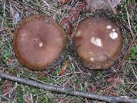 Russula amoenolens image