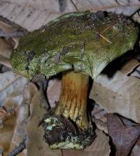 Cortinarius viridirubescens image