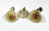 Hygrophorus discoxanthus image