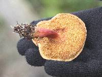 Boletus zelleri image