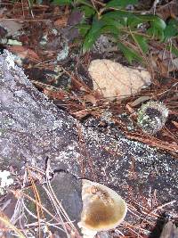 Sparassis crispa image