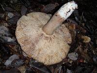 Russula fragrantissima image