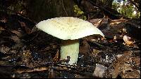 Tricholoma sulphureum image