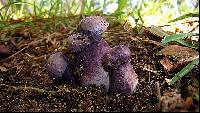 Tylopilus plumbeoviolaceus image