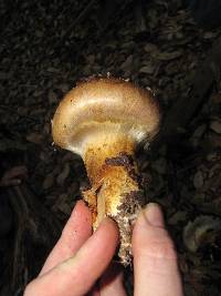 Cortinarius ponderosus image