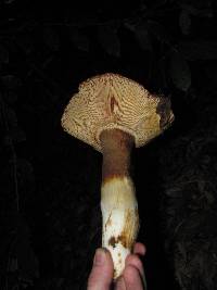 Russula fragrantissima image