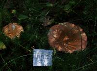 Russula decolorans image