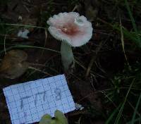 Russula betularum image