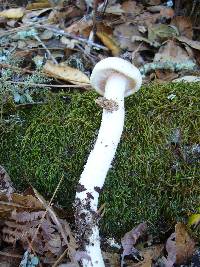 Hygrophorus eburneus image