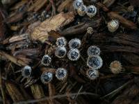 Cyathus stercoreus image