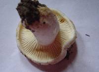 Lactarius bertillonii image