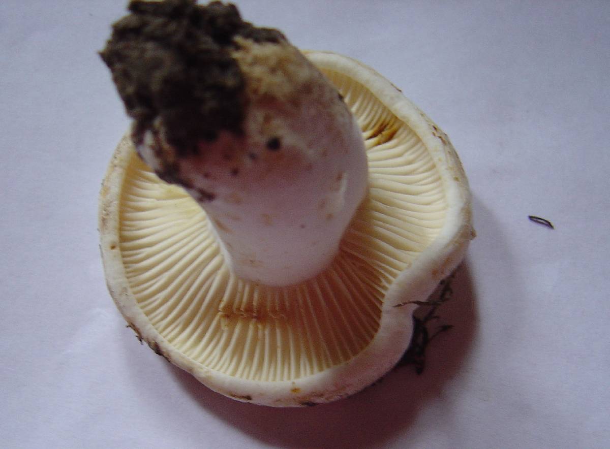 Lactarius bertillonii image