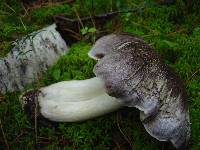 Tricholoma portentosum image