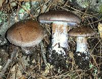 Cortinarius infractus image