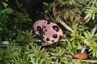 Hydnellum peckii image