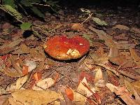 Leccinum manzanitae image