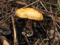 Cortinarius calochrous image