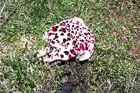 Hydnellum peckii image