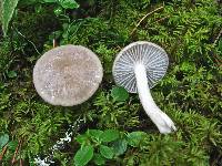 Hygrophorus agathosmus image