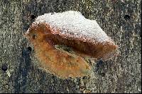 Merulius tremellosus image