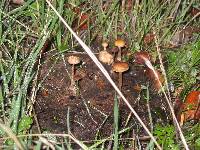 Psilocybe coprophila image