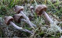 Cortinarius roseipes image