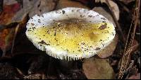 Tricholoma sejunctum image