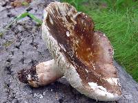 Russula nigricans image