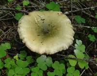 Russula aeruginea image