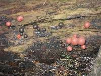 Lycogala epidendrum image