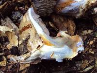 Cortinarius glaucopus image