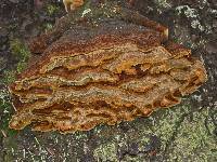 Phellinus chrysoloma image