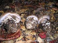 Cortinarius largus image