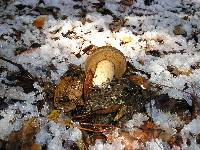 Suillus fuscotomentosus image