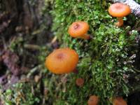 Chrysomphalina aurantiaca image